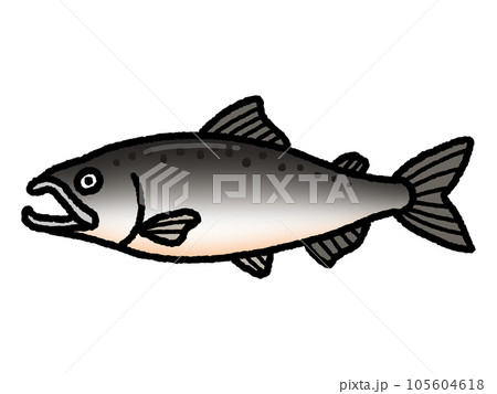 鮭・サケ・魚 105604618