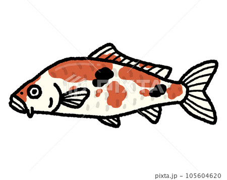 鯉・コイ・魚 鯉・コイ・魚 105604620