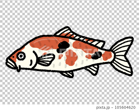 鯉・コイ・魚 鯉・コイ・魚 105604620