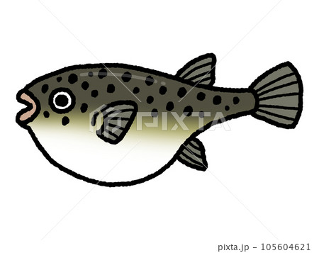河豚・フグ・魚 河豚・フグ・魚 105604621