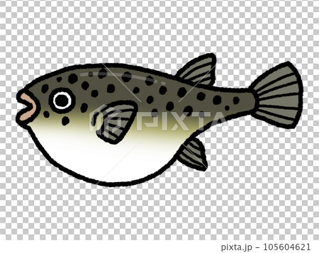 河豚・フグ・魚 河豚・フグ・魚 105604621