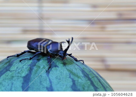 スイカに乗って可愛く見つめるカブトムシのオス 105604628