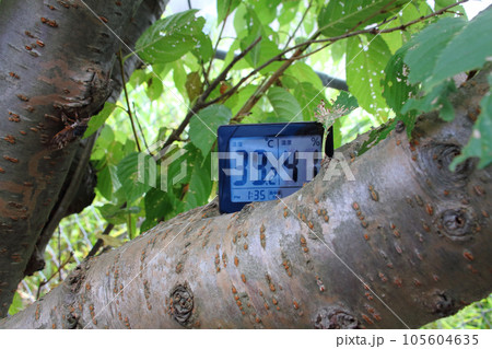 8月、日中に桜の木の枝に置いたデジタル温湿度計 8月、日中に桜の木の枝に置いたデジタル温湿度計 105604635