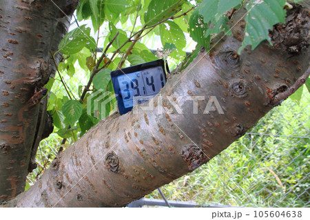 8月、日中に桜の木の枝に置いたデジタル温湿度計 8月、日中に桜の木の枝に置いたデジタル温湿度計 105604638