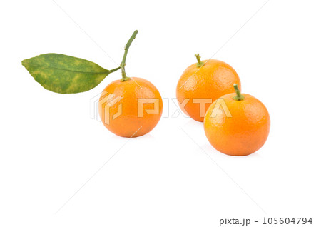 kumquat orange that placed on white background 105604794