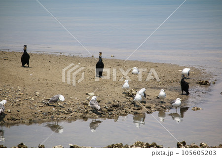 カモメとウミウ 105605203