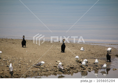 カモメとウミウ カモメとウミウ 105605204
