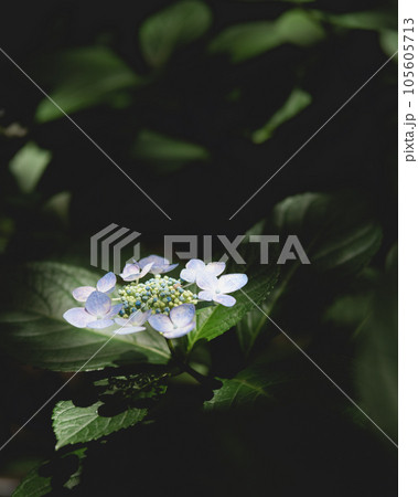 暗闇に一輪だけ咲く紫陽花 暗闇に一輪だけ咲く紫陽花 105605713