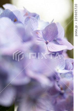 クローズアップで見る紫陽花 クローズアップで見る紫陽花 105605720