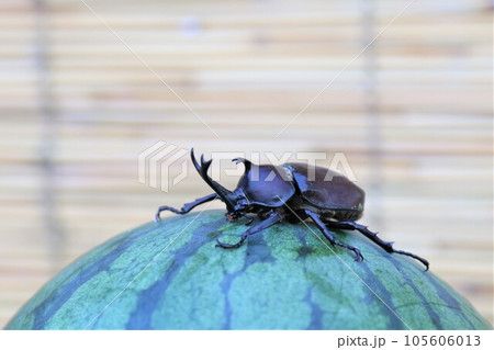 すだれの前に置いたスイカに乗って可愛く見つめるカブトムシの男の子 105606013