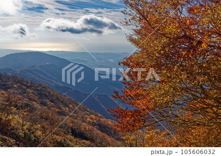 紅葉の丹沢表尾根から見る三ノ塔と光る湘南の海 105606032