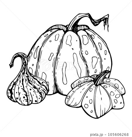 Hand drawn ink vector pumpkin gourd squash. Sketch illustration art for Thanksgiving, Halloween, harvest, farming. Isolated object, outline. Design for restaurant menu print, cafe, website, invitation Hand drawn ink vector pumpkin gourd squash. Sketch illustration art for Thanksgiving, Halloween, harvest, farming. Isolated object, outline. Design for restaurant menu print, cafe, website, invitation 105606268