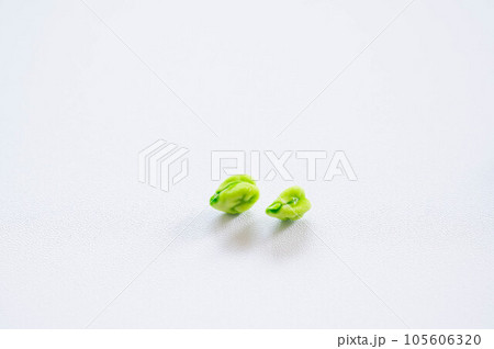 収穫した生のひよこ豆 105606320