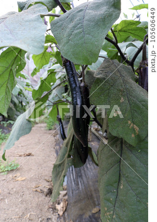 ビニールハウスでの茄子栽培 ビニールハウスでの茄子栽培 105606449