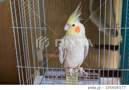 ケージの外で遊ぶオカメインコ 105606577