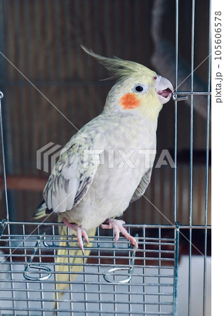 ケージの外で遊ぶオカメインコ 105606578