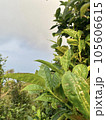 green leaves in Son La, Vietnam  105606615