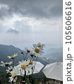 Daisy flower is beautiful in Son La, Vietnam  105606616