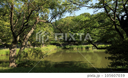 池のある公園(稱名寺・称名寺)の夏 池のある公園(稱名寺・称名寺)の夏 105607039