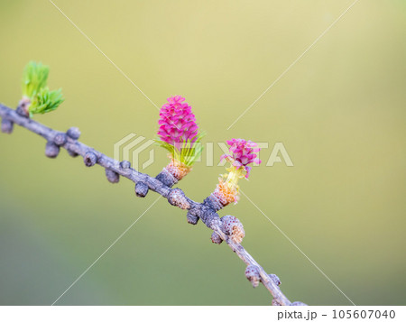 Larch tree fresh pink cones blossom at spring on nature background 105607040