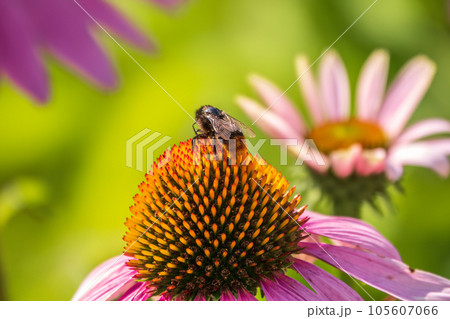 A closeup shot of a bee collecting pollen on a purple echinacea flower 105607066