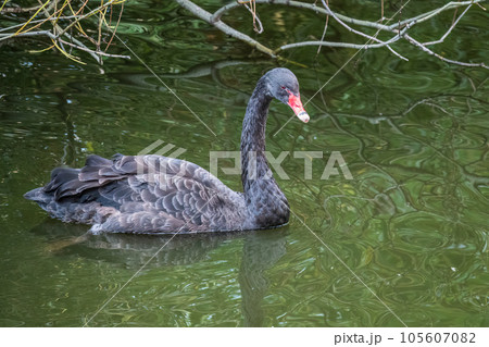 A graceful black swan with a red beak is swimming on a lake with dark green water. Cygnus atratus A graceful black swan with a red beak is swimming on a lake with dark green water. Cygnus atratus 105607082