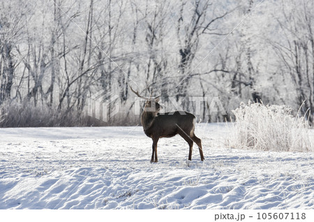 樹氷が美しい釧路の草原とエゾシカ 105607118