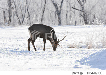 樹氷が美しい釧路の草原とエゾシカ 105607119