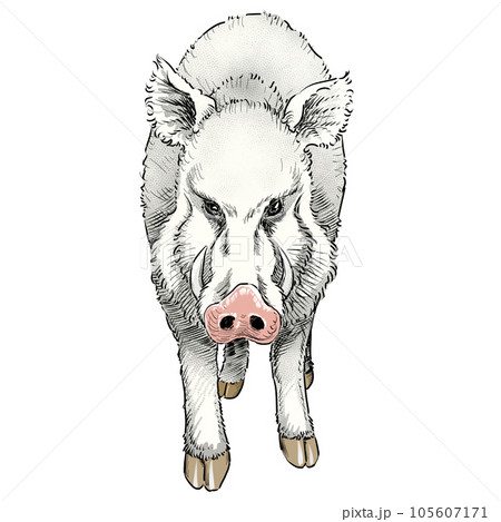 こちらを睨む白イノシシ真正面イラスト 105607171