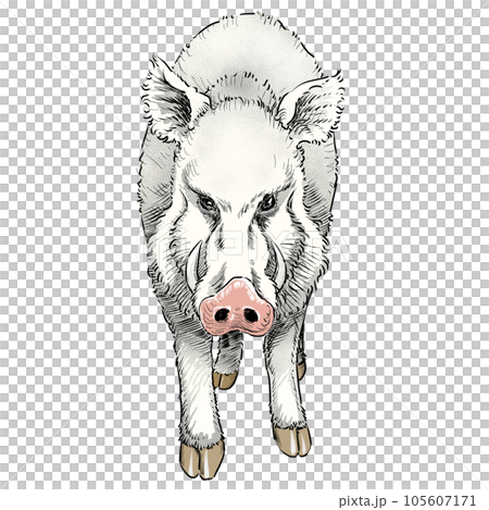こちらを睨む白イノシシ真正面イラスト 105607171