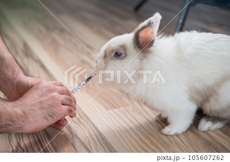 A man gives a rabbit medicine from a syringe. Bunny drinks from a syringe.  105607262