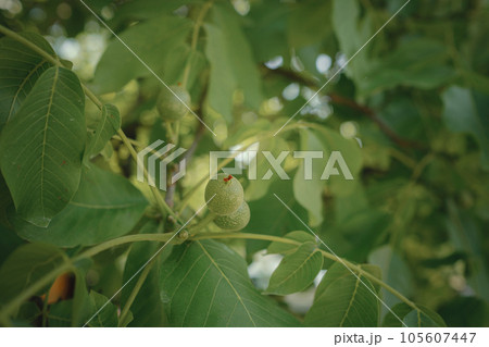 ripe walnut nuts on a tree in summer day ripe walnut nuts on a tree in summer day 105607447