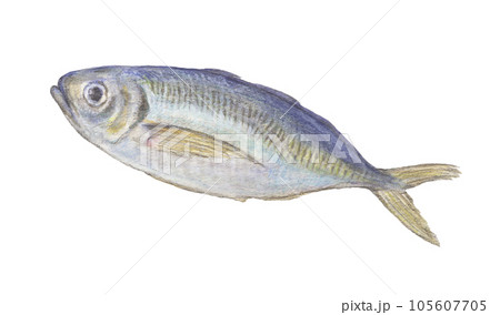 油絵　鯵 アジ | 大谷尚哉 ｜インテリア絵画 アートの専門通販 thisisgallery