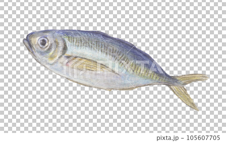 アジ(真鯵) 水彩色鉛筆イラスト アジ(真鯵) 水彩色鉛筆イラスト 105607705