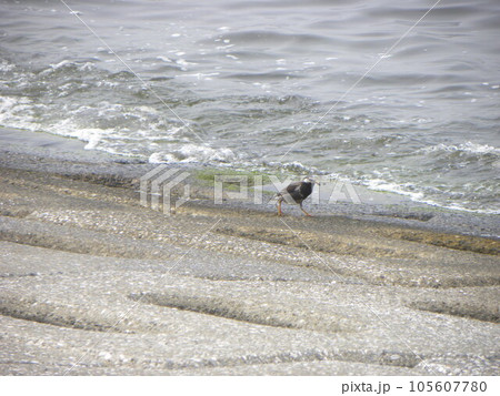 海岸に出て来た里の鳥ムクドリ 海岸に出て来た里の鳥ムクドリ 105607780
