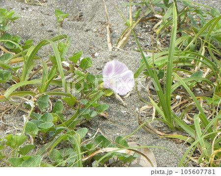 検見川浜の砂浜に咲いた桃色の花は浜昼顔の花 検見川浜の砂浜に咲いた桃色の花は浜昼顔の花 105607781
