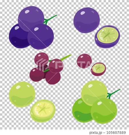 Grape grain and cross section 105607889