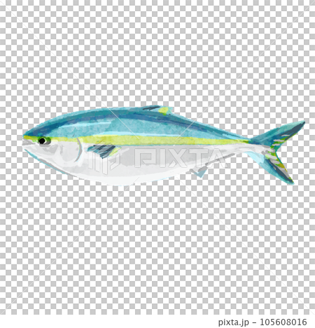 魚水彩矢量圖 105608016