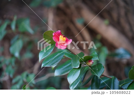 枯れかけの赤い椿の花 枯れかけの赤い椿の花 105608022