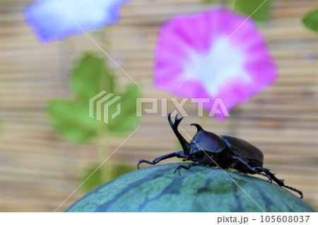 朝顔を背景にしたスイカに乗って可愛く見つめるカブトムシのオス 105608037