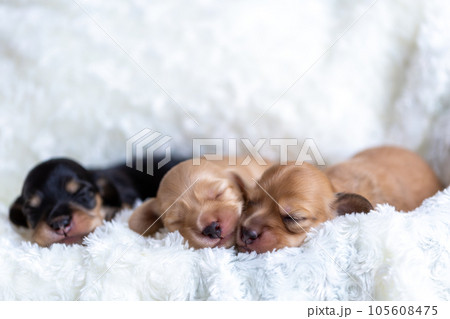 仔犬　カニンヘンダックスフンド 105608475