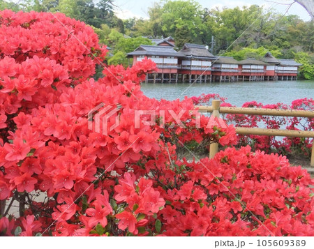長岡天神 満開のきりしまつつじ 長岡天神 満開のきりしまつつじ 105609389
