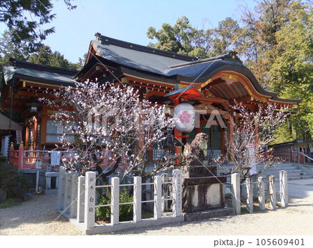 長岡天神 本殿と満開の梅 長岡天神 本殿と満開の梅 105609401