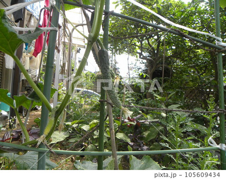 収穫が楽しめる家庭菜園の夏野菜大きく育ったキュウリ 収穫が楽しめる家庭菜園の夏野菜大きく育ったキュウリ 105609434