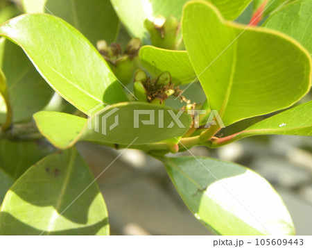 まだまだ青いトロピカルフルーツヒメグァバの実 まだまだ青いトロピカルフルーツヒメグァバの実 105609443