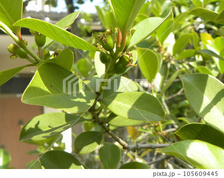 まだまだ青いトロピカルフルーツヒメグァバの実 まだまだ青いトロピカルフルーツヒメグァバの実 105609445