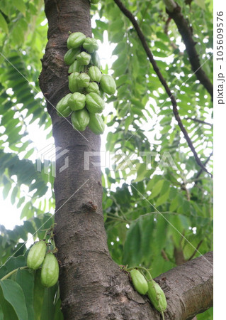 Averrhoa bilimbi on tree for harvest 105609576