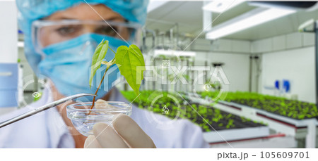 The laboratory assistant examines a prototype plant. 105609701