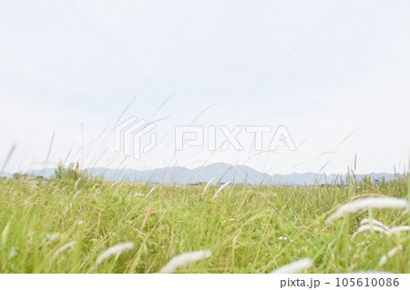 広がる小麦畑 105610086