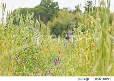 広がる小麦畑 広がる小麦畑 105610091
